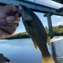 スモールマウスバス