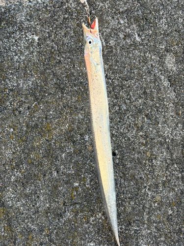 タチウオの釣果