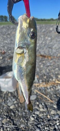 ドクサバフグの釣果