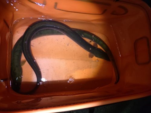 ウナギの釣果