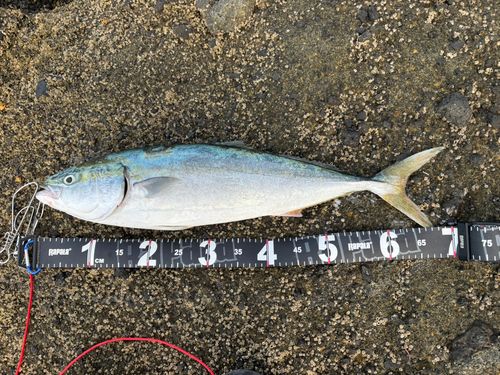 ワラサの釣果
