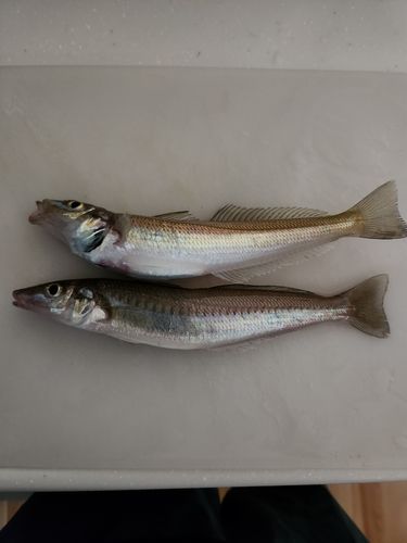 キスの釣果