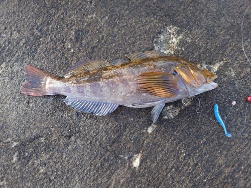 アイナメの釣果
