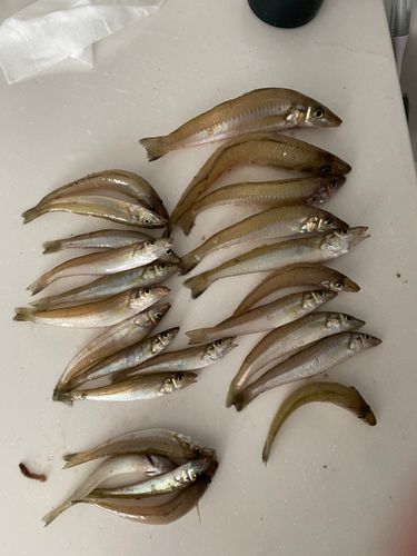 キスの釣果