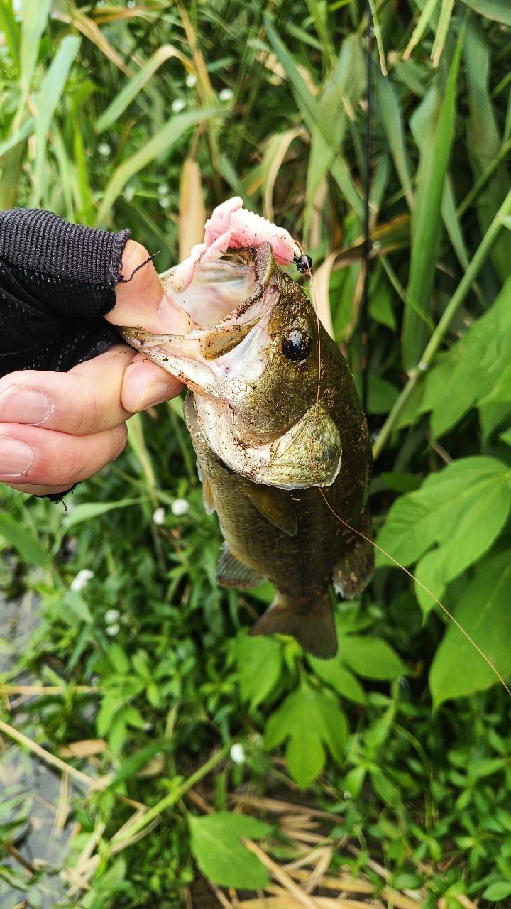 ラージマウスバス