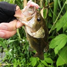 ラージマウスバス