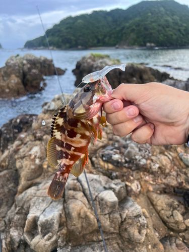 アカハタの釣果