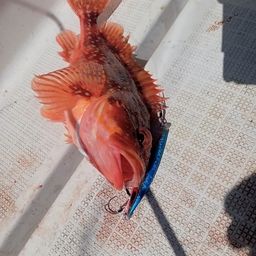 カサゴ