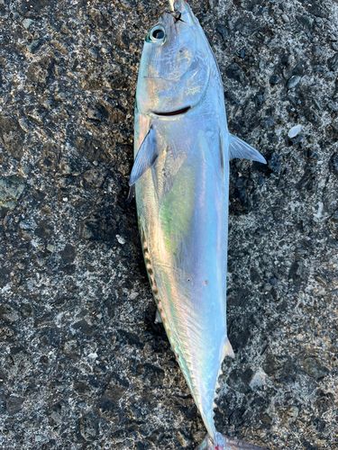 ソウダガツオの釣果