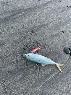 ワカシの釣果