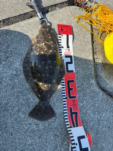 ヒラメの釣果