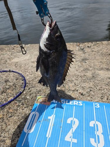 チヌの釣果