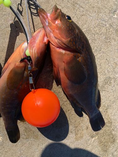 キジハタの釣果