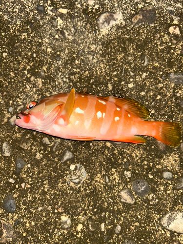 アカハタの釣果
