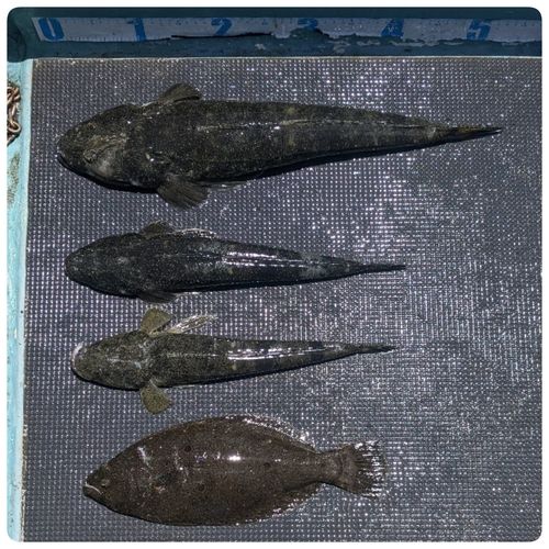 マゴチの釣果