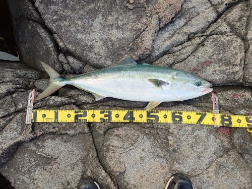 ワラサの釣果