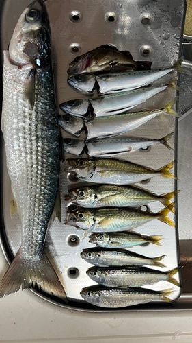 ボラの釣果