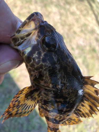 タケノコメバルの釣果