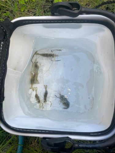 テナガエビの釣果