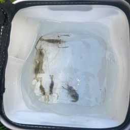 テナガエビ