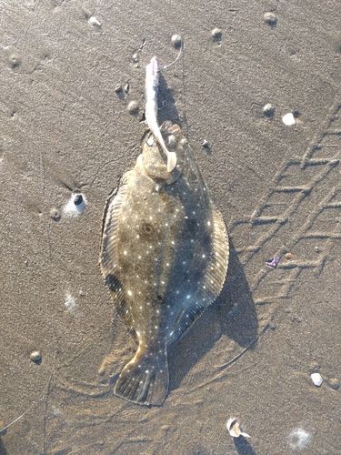 ソゲの釣果