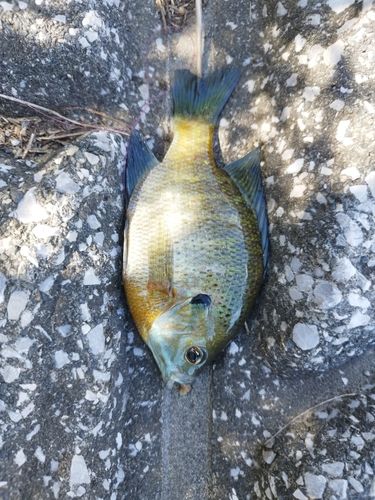 ブルーギルの釣果