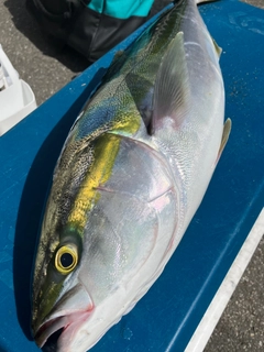 ワラサの釣果