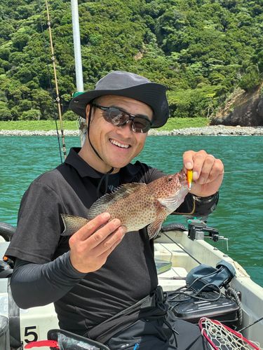 オオモンハタの釣果