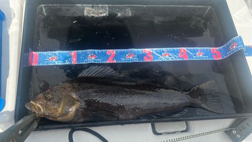 アブラコの釣果