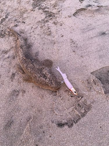マゴチの釣果