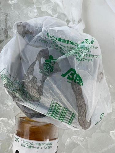 タコの釣果