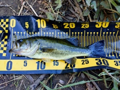 ラージマウスバスの釣果