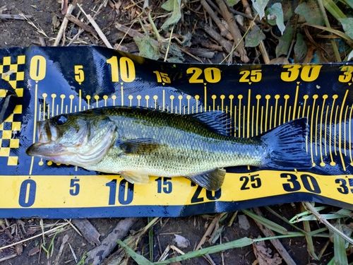 ラージマウスバスの釣果