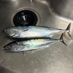 マルソウダ