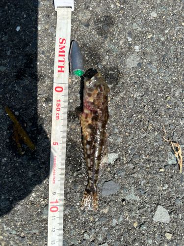 アナハゼの釣果