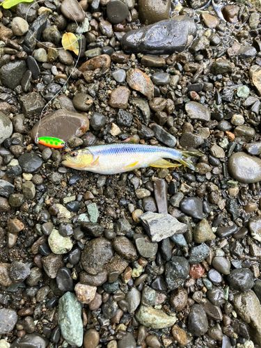 カワムツの釣果