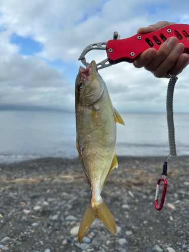 ショゴの釣果