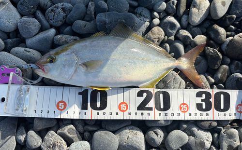 ショゴの釣果