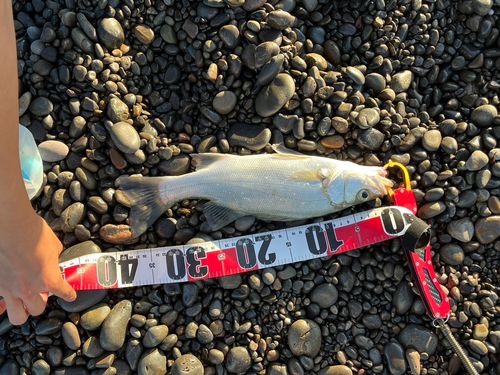 セイゴ（ヒラスズキ）の釣果