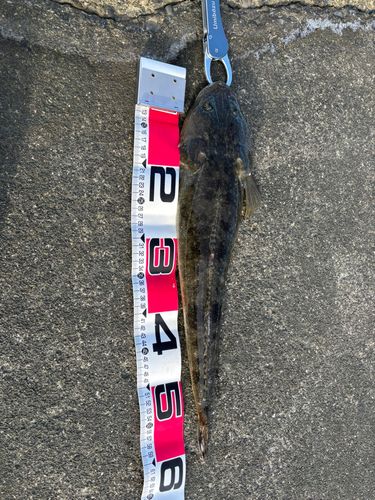 マゴチの釣果