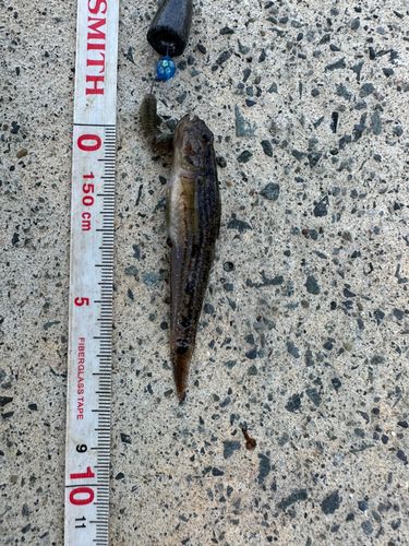 アナハゼの釣果