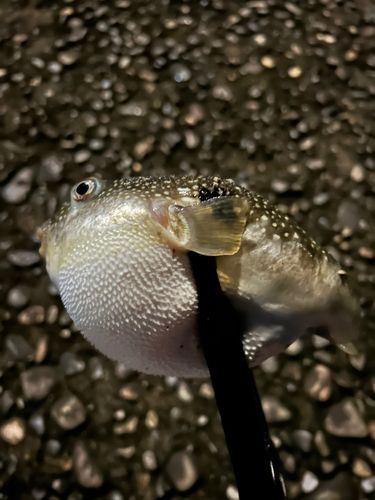 フグの釣果
