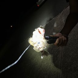 カサゴ
