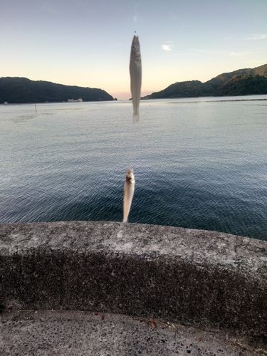 シロギスの釣果