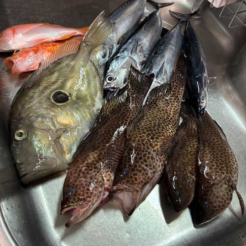 アカイサキの釣果