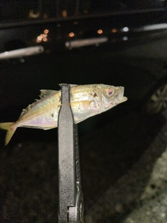 マアジの釣果