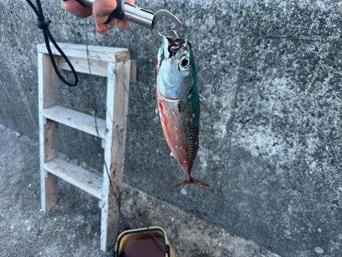 マルソウダの釣果