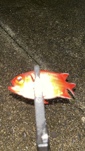 アカマツカサの釣果