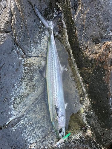 サゴシの釣果