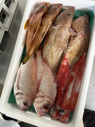 オオモンハタの釣果